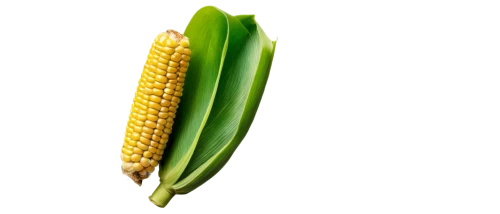 maize,corn,corncobs,corns,cornhusker,sweetcorn,corn pattern,cecrops,playcorn,cornelison,corn ordinary,ornamental corn,corncob,mycotoxins,kernels,cornstalk,forage corn,corn on the cob,ears of corn,winter corn,Conceptual Art,Graffiti Art,Graffiti Art 10