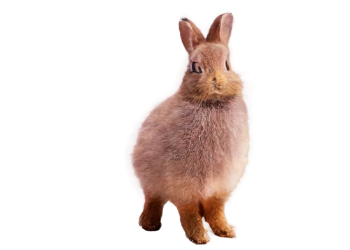 lagomorpha,european rabbit,brown rabbit,bunzel,dwarf rabbit,european brown hare,lepus,american snapshot'hare,myxomatosis,hare,lagomorphs,steppe hare,lepus europaeus,dewlap,leveret,dobunni,leporidae,babbit,lapine,bunni,Art,Artistic Painting,Artistic Painting 48