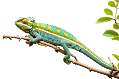 phelsuma,basiliscus,day gecko,malagasy taggecko,emerald lizard,chameleonlike,green lizard,beautiful chameleon,micrurus,basilisks,chameleon,green iguana,restoration,green crested lizard,orthoptera,agamid,hemidactylus,leafhoppers,wonder gecko,anoles,Conceptual Art,Daily,Daily 06