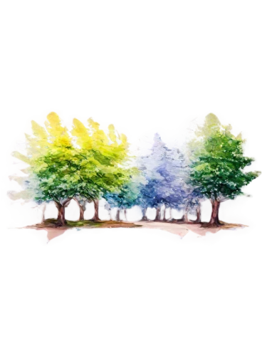 spring leaf background,flourishing tree,colorful tree of life,birch tree background,green tree,nature background,photosynthetic,aaaa,transparent background,green trees,watercolor tree,linden tree,luminous garland,metasequoia,evergreen trees,background vector,forest tree,landscape background,forest background,3d background,Photography,Black and white photography,Black and White Photography 03