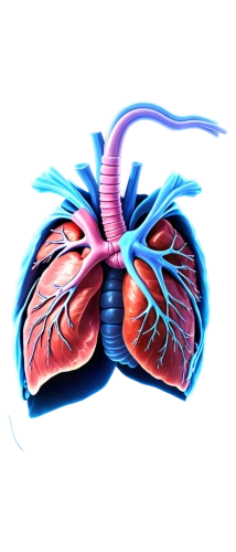 mediastinal,pneumonitis,medical illustration,pulmonary,atrioventricular,pericardial,pleurisy,pulmonology,pleuropneumonia,lvad,cardiology,cardiovascular,creatinine,ventricle,cardiopulmonary,cardiomyopathy,pulmonic,supraventricular,respiratory,cardiorespiratory,Conceptual Art,Fantasy,Fantasy 26