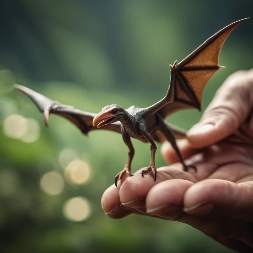 charizard,pteranodon,dragonheart,triaenops,ghidorah,wyvern,drache,dragon,smaug,caltrop,dragon of earth,pterodactyls,forest dragon,toothless,dragones,dralion,draconic,origami,chimaeras,pterodactyl,Photography,General,Cinematic