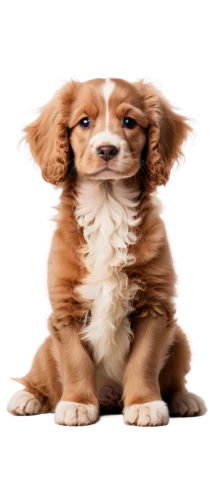 cavalier king charles spaniel,dog illustration,cute puppy,dog drawing,shih tzu,nova scotia duck tolling retriever,spaniel,ein,australian shepherd,cavalier,parvovirus,golden retriever puppy,telegram icon,chihuahua,cocker spaniel,dog cartoon,parvo,golden retriever,long hair chihuahua,dog breed,Photography,Black and white photography,Black and White Photography 02