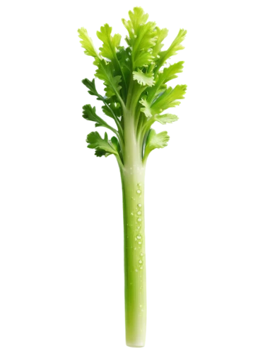 celery stalk,celery plant,romaine,houseleek,broccolini,shrub celery,leaf lettuce,celery,rapini,endive,celery tuber,head of lettuce,ice lettuce,real celery,brocoli broccolli,brassica,escarole,green asparagus,lettuce leaves,iceberg lettuce,Unique,Pixel,Pixel 05