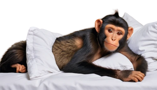 mangabey,mally,monke,chimpansee,primatology,chimpanzee,simian,primate,rhesus,macaques,cercopithecus,monkeying,palaeopropithecus,macaca,macaque,barbary monkey,simians,long tailed macaque,primates,propithecus,Art,Artistic Painting,Artistic Painting 37