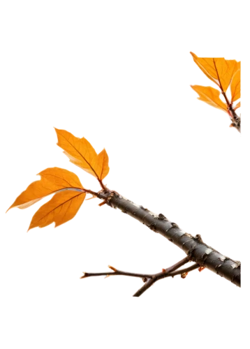 maple branch,leaf branch,bare branch,cherry branch,branchlets,cherry blossom branch,branch,spring leaf background,cherry branches,tree leaves,tree branch,autumn tree,leaf background,tangerine tree,autumnalis,autumn background,sakura branch,dry branch,tree torch,autumn icon,Photography,General,Natural