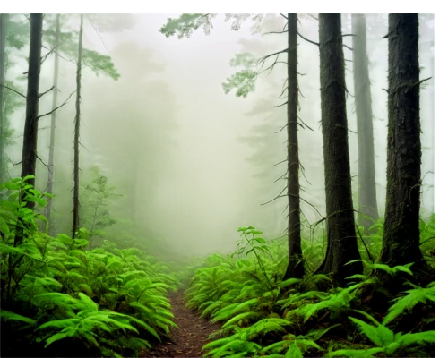 foggy forest,endor,coniferous forest,forestland,elven forest,spruce forest,fir forest,green forest,forests,forested,germany forest,forest,forest of dreams,forest background,rainforests,mirkwood,fromme,forest path,mixed forest,enchanted forest,Illustration,American Style,American Style 02