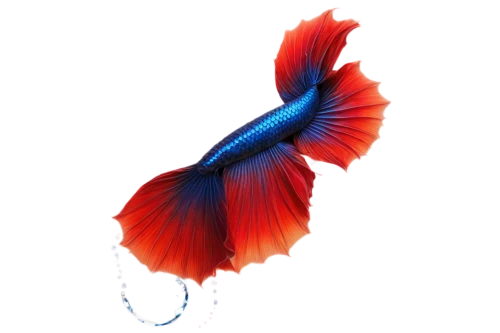 nepal,birds of paradise,uniphoenix,siamese fighting fish,red blue wallpaper,bird of paradise,betta splendens,winged heart,bird wing,feather,phoenix rooster,bird wings,red and blue,peacock feather,papua new guinea,sri lanka,papua,betta,feather jewelry,pheonix,Illustration,Paper based,Paper Based 17