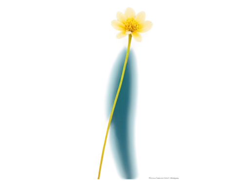 lampion flower,heliospheric,erdsonne flower,bicolored flower,flower of water-lily,pointed flower,flower illustrative,flower illustration,taraxacum,schopf-torch lily,flowers png,tulipa,fire poker flower,lutea,torch lily,photoreceptors,flaming torch,the trumpet daffodil,water lily bud,torch tip,Conceptual Art,Graffiti Art,Graffiti Art 01