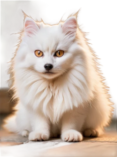 white cat,himalayan persian,british longhair cat,breed cat,snowbell,birman,cat vector,miqati,siberian cat,korin,blue eyes cat,cute cat,cats angora,cat image,ragdoll,cat with blue eyes,samoyedic,cat look,miqdad,whitey,Art,Classical Oil Painting,Classical Oil Painting 41