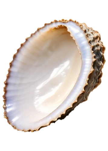 sea shell,spiny sea shell,shell,clam shell,oester,bivalve,beach shell,oyster,scallop,seashell,shells,musselshell,clam,marang,blue sea shell pattern,geode,calliostoma,operculum,in shells,pilgrim shell,Illustration,Paper based,Paper Based 15