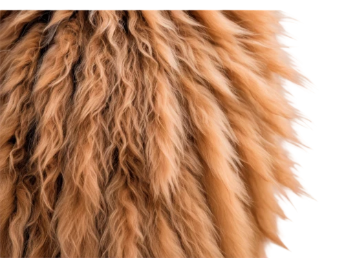 bergamasco,afghan hound,briard,mop,wheaten,crimped,lionhead,pelo,barbet,foxtail,labradoodle,sackcloth textured background,furring,snuffleupagus,unmop,ostrich feather,sackcloth textured,lion head,lion,fringing,Photography,Documentary Photography,Documentary Photography 13