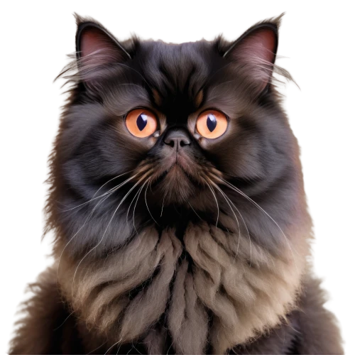 british longhair cat,cat portrait,cat vector,siberian cat,maincoon,himalayan persian,cartoon cat,ravenpaw,bewhiskered,breed cat,black cat,pet portrait,cat with eagle eyes,whiskered,pyewacket,animal portrait,birman,whiskas,martok,moppet,Art,Classical Oil Painting,Classical Oil Painting 04