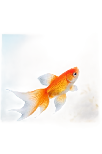 swordtail,playfish,diamond tetra,goldfish,squirrelfish,guardfish,cavefish,karp,red fish,mosquitofish,killifish,foxface fish,stickleback,rasbora,snapfish,gourami,small fish,discus fish,tetras,hawkfish,Illustration,Japanese style,Japanese Style 21