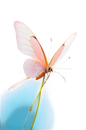 butterfly isolated,butterfly background,butterfly vector,isolated butterfly,pink butterfly,blue butterfly background,butterfly on a flower,butterfly,ulysses butterfly,butterfly clip art,sky butterfly,dragonfly,flutter,flower background,orange butterfly,glass wing butterfly,butterflyer,butterflied,transparent background,delicate insect,Conceptual Art,Graffiti Art,Graffiti Art 03