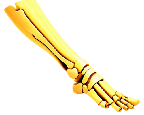 tibia,ulna,metacarpal,artificial joint,metacarpals,leg bone,sesamoid,skeleton hand,osteoporotic,doot,bone,golden candlestick,keyblade,gold trumpet,ulnar,phalanges,gauntlets,metatarsals,femurs,osteological,Photography,Documentary Photography,Documentary Photography 38