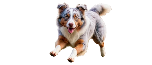 australian shepherd,shetland sheepdog tricolour,welsh cardigan corgi,dog shetland sheepdog,shetland sheepdog,sheltie,collie,puppy shetland sheepdog,rough collie,borzoi,blue merle,dogana,spaniel,border collie,kelpie,nuxhall,sparapet,wellard,schäfer dog,gelert,Conceptual Art,Sci-Fi,Sci-Fi 28