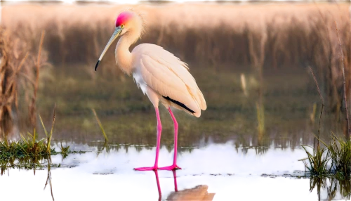 greater flamingo,roseate spoonbill,spoonbills,spoonbill,flamingo couple,jabiru,wading bird,pink flamingo,two flamingo,stork,egrets,flamingo,rattle stork,phoenicopterus,white stork,egret,white storks,danube delta,flamingos,phoenicopteriformes,Art,Classical Oil Painting,Classical Oil Painting 14