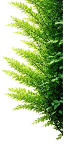 grass fronds,green wallpaper,equisetum,lycopodium,horsetails,fir green,pine needle,wheat grass,fern plant,green background,fern leaf,spruce needles,long grass,feather bristle grass,cupressus,horsetail,myriophyllum,leaf fern,fir needles,grass grasses,Illustration,Retro,Retro 22