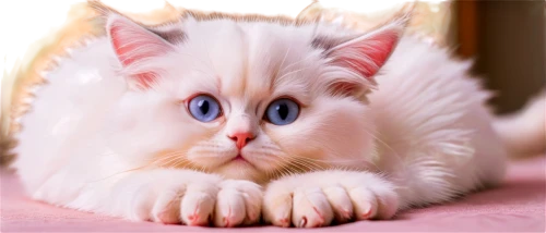 blue eyes cat,cat with blue eyes,white cat,ragdoll,heterochromia,cute cat,snowbell,cat kawaii,cat's eyes,birman,pink cat,cat with eagle eyes,doll cat,kittenish,mayeux,golden eyes,korin,cat look,cat image,fluffernutter,Conceptual Art,Daily,Daily 13