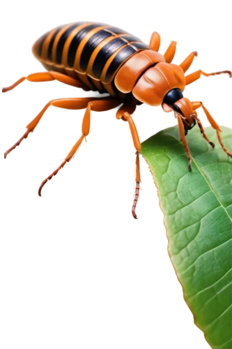 polistes,earwig,rose beetle,forest beetle,garden leaf beetle,sawfly,earwigs,praeger,fire beetle,arthropoda,brush beetle,cucaracha,insects,gescartera,burruchaga,garrison,cockchafer,nicrophorus,insect,vespula,Illustration,Paper based,Paper Based 06