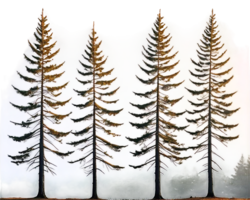 spruce trees,spruce forest,pine trees,fir needles,larch forests,spruce needles,fir trees,fir forest,coniferous forest,evergreen trees,larches,spruces,cypresses,fir-tree branches,fir tree decorations,larch trees,evergreens,cupressus,coniferous,nordmann fir,Art,Classical Oil Painting,Classical Oil Painting 40