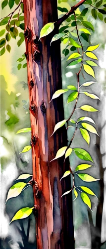 painted tree,birch trunk,paperbark,ornamental wood,tree bark,birch tree illustration,watercolor tree,tree trunk,brown tree,watercolor pine tree,metasequoia,birch tree,wooden pole,forest tree,stringybark,wood and leaf,madrone,rosewood tree,birch bark,wood,Illustration,Paper based,Paper Based 25