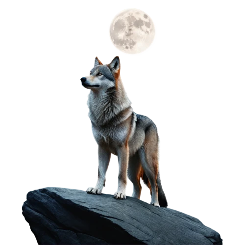 howling wolf,constellation wolf,full moon,wolfen,howl,aleu,dog illustration,wolfdog,watchdog,balto,wolfsangel,werewolve,loup,wolpaw,inu,malamute,full moon day,wolffian,wolf,gray wolf,Photography,Fashion Photography,Fashion Photography 05