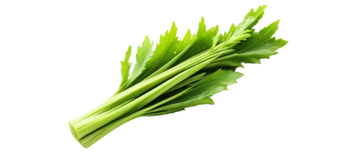 celery stalk,spring onion,wheatgrass,wheat grass,celery,wild celery,green asparagus,celery plant,shrub celery,parsley leaves,fenchel,celery juice,rapini,broccolini,real celery,asparagaceae,green dragon vegetable,asparagales,leek stick,houseleek,Art,Classical Oil Painting,Classical Oil Painting 32