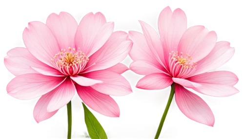 pink daisies,pink cosmea,flowers png,flower background,chrysanthemum background,cosmos flower,pink flowers,flower wallpaper,pink chrysanthemum,pink floral background,wood daisy background,pink flower,pink flower white,cosmos flowers,cosmea,pink chrysanthemums,gerbera flower pink,floral digital background,gerbera daisies,flower pink,Illustration,Japanese style,Japanese Style 04