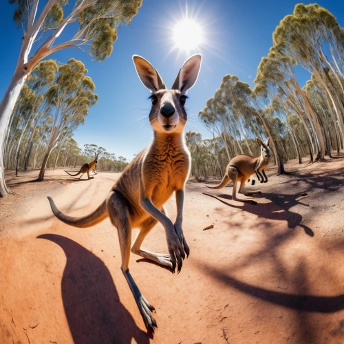 kangaroo,australian wildlife,kangaroos,kangaroo mob,macropods,macropus,kangas,wallaroo,dingoes,downunder,marsupials,wallaby,kanga,australia,kangaroo with cub,roo,australiae,cangaroo,eastern grey kangaroo,australiana,Illustration,Paper based,Paper Based 27