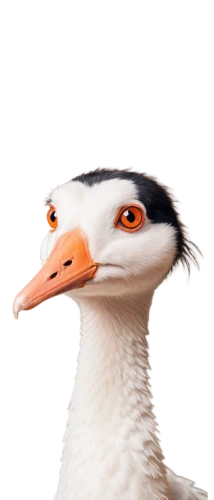 bird png,gooseander,geese,rockerduck,goose,nile goose,duck,rachwalski,gullfaks,gwe,hyuck,altit,jodocus,branta,puffinus,beakman,lameduck,sharp beak,avian,uck,Conceptual Art,Oil color,Oil Color 13