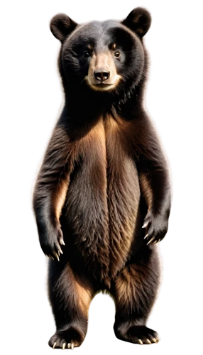 bearlike,nordic bear,bear,scandia bear,bearse,slothbear,ursine,tanuki,bearhart,ursus,baer,great bear,bearmanor,ursa,cute bear,bearss,palmerino,bearman,pandurevic,bear guardian,Photography,Documentary Photography,Documentary Photography 02