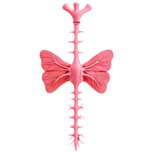 spineflower,spinal,scoliosis,pink butterfly,pink vector,spine,flowers png,butterfly vector,butterfly clip art,spondylitis,corticospinal,butterfly background,kyphosis,cervical spine,orchiectomy,pink ribbon,syringomyelia,cancer ribbon,mediastinum,metathorax,Art,Artistic Painting,Artistic Painting 09