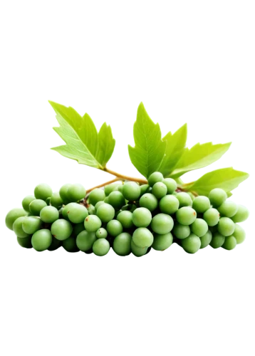 green grapes,patrol,green soybeans,green grape,spring leaf background,green,green wallpaper,pea,green background,unripe grapes,fragrant peas,peas,chlorella,aaaa,pea puree,cruciata,aaa,frozen vegetables,greenie,virescens,Illustration,Black and White,Black and White 10