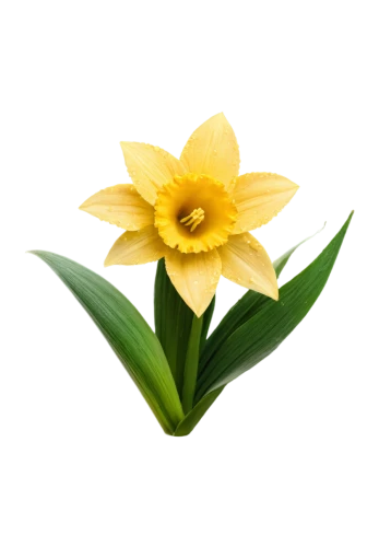 yellow flower,flower background,yellow petal,day lily flower,flowers png,yellow daylily,gold flower,flower wallpaper,yellow daffodil,day lily,small sun flower,yellow rose background,filled daffodil,chrysanthemum background,yellow petals,flower illustration,spring leaf background,daylily,daffodil,tulip background,Art,Classical Oil Painting,Classical Oil Painting 06