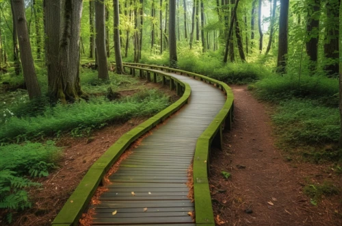 forest path,wooden path,germany forest,green forest,tree lined path,hiking path,tree top path,fairytale forest,pathway,forest walk,greenforest,the mystical path,boardwalks,fairy forest,path,the path,soederberg,wooden track,moss landscape,enchanted forest,Photography,General,Realistic