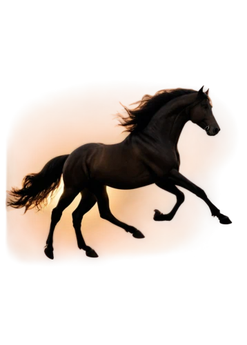 black horse,skyhorse,equine,caballo,shadowfax,gallop,galloping,pegasys,equidae,aqha,arabian horse,cheval,equus,caballus,garridos,chevaux,lighthorse,caballos,galloped,windhorse,Illustration,American Style,American Style 03