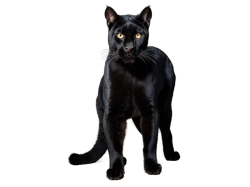 ravenpaw,australian kelpie,brambleclaw,shadowclan,black shepherd,hellhound,kelpie,riverclan,blackwolf,bagheera,melanism,graystripe,derivable,melanistic,skinwalker,black german shepherd,pet black,tigerstar,bastet,barghest,Photography,Documentary Photography,Documentary Photography 07