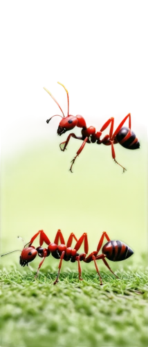 red ant,ant,fire ants,ants,insects,platymantis,grasshoper,garridos,leapfrogs,scarlet lily beetle,sphodromantis,earwigs,migration,insectivores,microstock,grasshoppers,micropterix,leafhoppers,eega,antineoplastons,Illustration,Realistic Fantasy,Realistic Fantasy 05