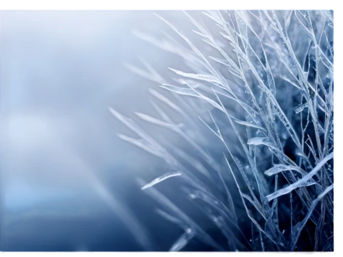 snowflake background,winter background,silver grass,reed grass,reeds wintry,frostiness,frost,ornamental grass,needlegrass,frosts,ice crystal,ground frost,hoarfrost,winter wheat,winterization,wheat grasses,switchgrass,long grass,crystallize,blue snowflake,Illustration,Paper based,Paper Based 20