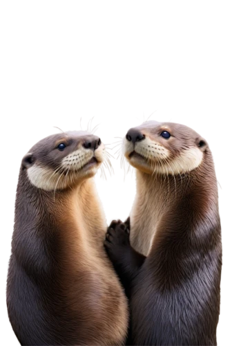 otters,otterness,otterloo,sea lions,mustelids,otterlo,seals,loutre,cute animals,otter,penguin couple,mignons,squeers,mustelidae,marine mammals,ferreting,ferrets,stoats,meerkats,confiding,Art,Classical Oil Painting,Classical Oil Painting 41