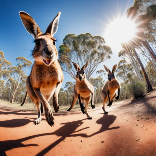 kangaroos,kangas,macropus,kangaroo mob,australian wildlife,macropods,wallaroo,kangaroo,downunder,roos,kanga,eastern grey kangaroo,bungles,wallaby,hares,wallabies,macropus giganteus,lagomorphs,australia,macropus rufogriseus,Illustration,Paper based,Paper Based 27