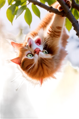 cats in tree,hanging cat,cute cat,he is climbing up a tree,calico cat,treetop,funny cat,cat resting,acrobat,blossom kitten,cat image,supercat,pounce,tree top,cat vector,birdwatching,firecat,orange tabby cat,feral cat,treed,Illustration,Black and White,Black and White 32