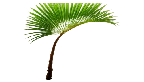 palm tree vector,palm leaf,palmtree,fan palm,palmera,palm fronds,tenuifolia,tropical leaf,palm tree,palm leaves,coconut leaf,cycas,palm,coconut palm tree,arecaceae,cyperus,wine palm,fishtail palm,grass fronds,palm in palm,Illustration,Black and White,Black and White 27