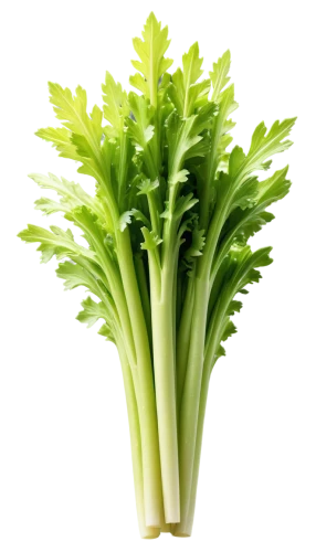 houseleek,celery plant,celery stalk,rapini,romaine,broccolini,celery,endive,shrub celery,real celery,brocoli broccolli,leaf lettuce,celery juice,brassicaceae,ice lettuce,brassica,wild celery,escarole,celery tuber,brassicae,Unique,Paper Cuts,Paper Cuts 04