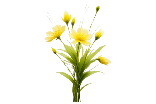 flowers png,lutea,grass blossom,yellow flower,yellow light,flower background,hieracium,spikelets,blooming grass,erdsonne flower,solidago,dandelion background,star of bethlehem,hawkbit,garden star of bethlehem,citronella,flower wallpaper,grass lily,cyperus,yellower,Illustration,Japanese style,Japanese Style 17