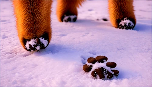 paw prints,forepaws,pawprints,paw print,pawprint,cat's paw,dewclaws,paws,animal tracks,dog cat paw,paw,dog paw,hoofprints,foot prints,garden-fox tail,doglegs,bear paw,footsteps,footprints,bird footprints,Illustration,Retro,Retro 10