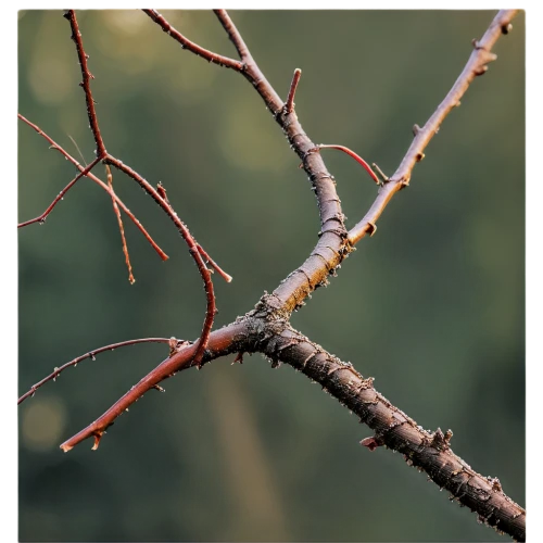 dry branch,bare branch,dry twig,branchlets,pine tree branch,currant branch,tree branch,maple branch,larch discoloration,branch swirls,pine branch,branch,walkingstick,tree snake,walking stick,cherry branches,devil's walkingstick,cherry branch,tent caterpillar,lilac branch,Photography,Artistic Photography,Artistic Photography 13