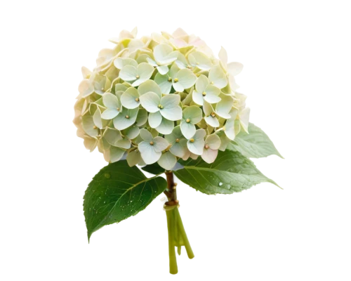 elderflower,viburnum,hydrangea flower,fragrant snowball,hydrangea background,aralia,white flower,chrysanthemum background,flower wallpaper,flower background,white blossom,white clover,hortensia,white lilac,linden blossom,delicate white flower,spirea,plate hydrangea,lemon flower,flower ball,Unique,3D,Toy